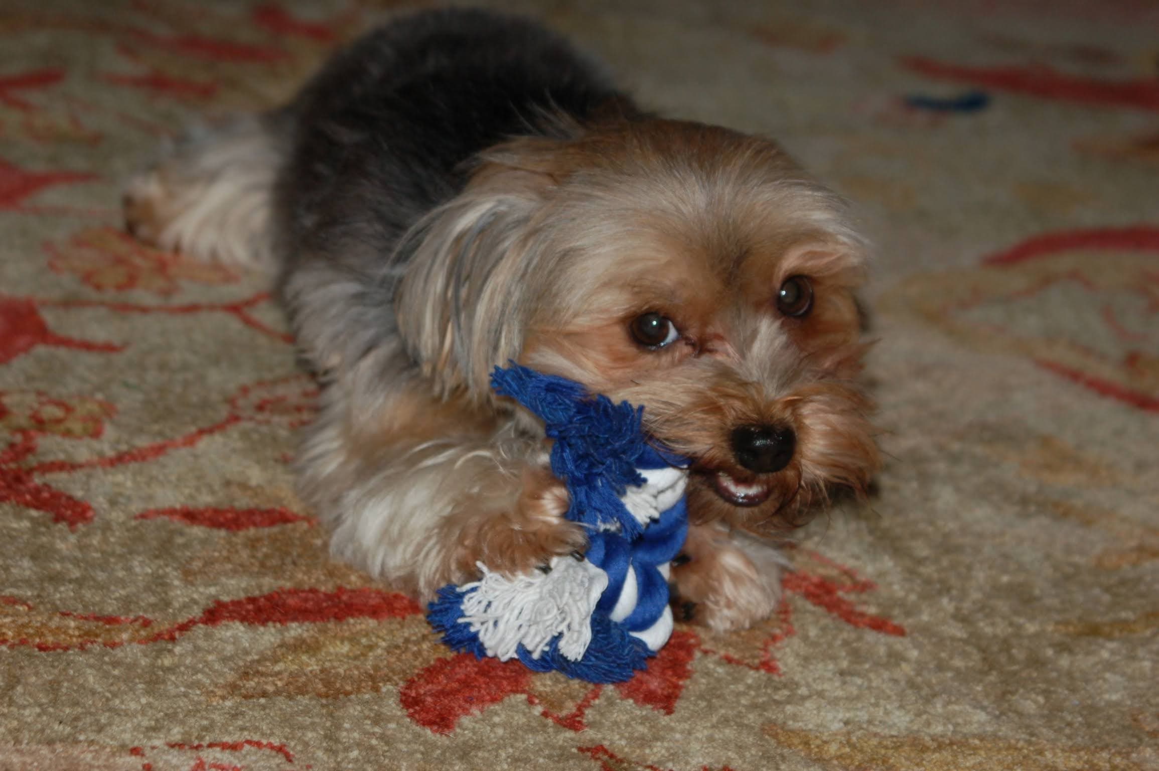 Original pet photo before transformation