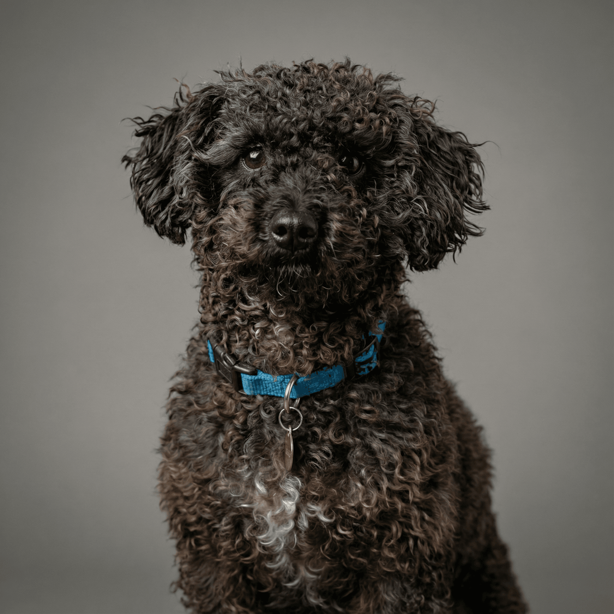 Professionally transformed pet studio portrait