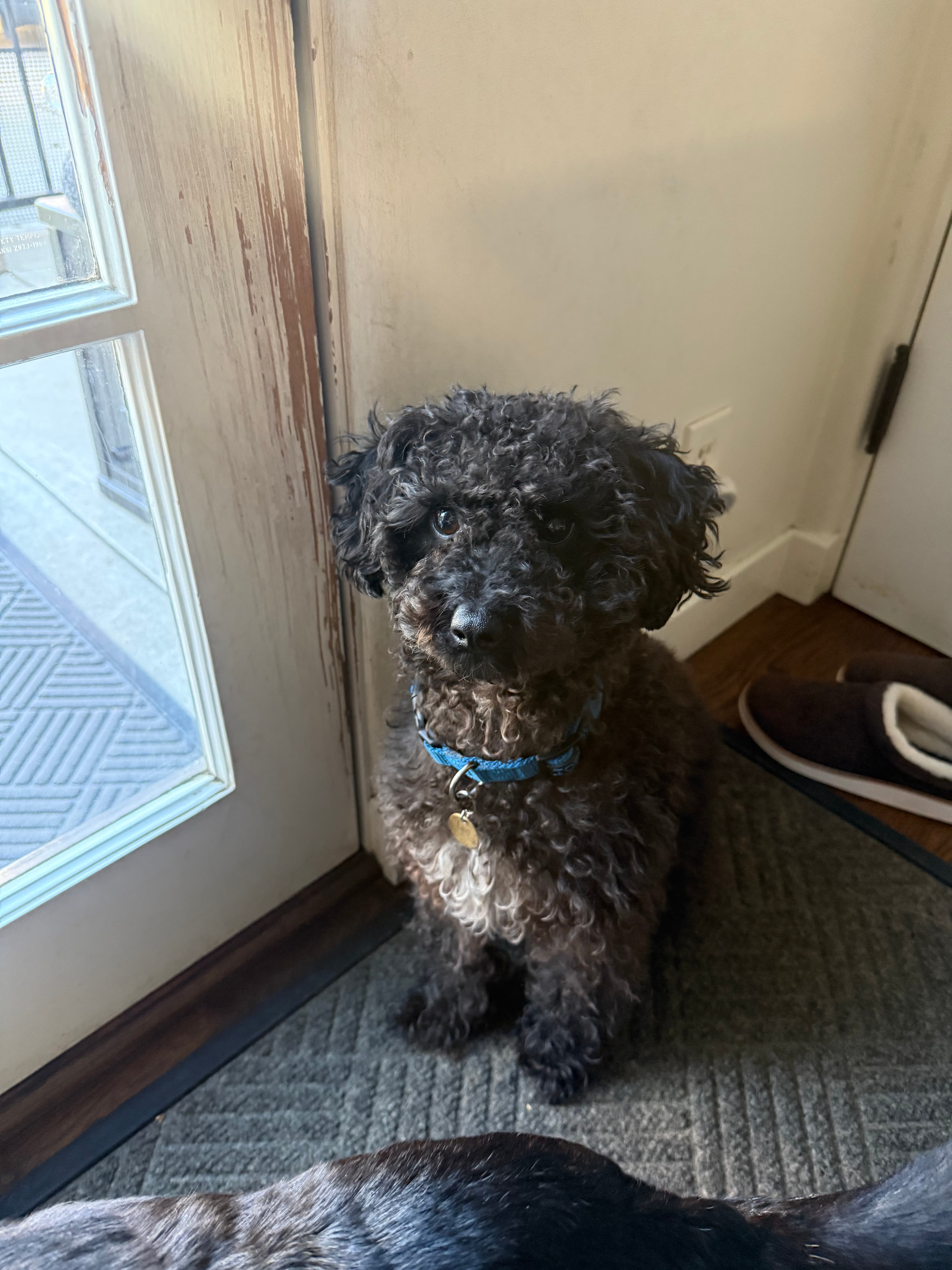 Original pet photo before transformation