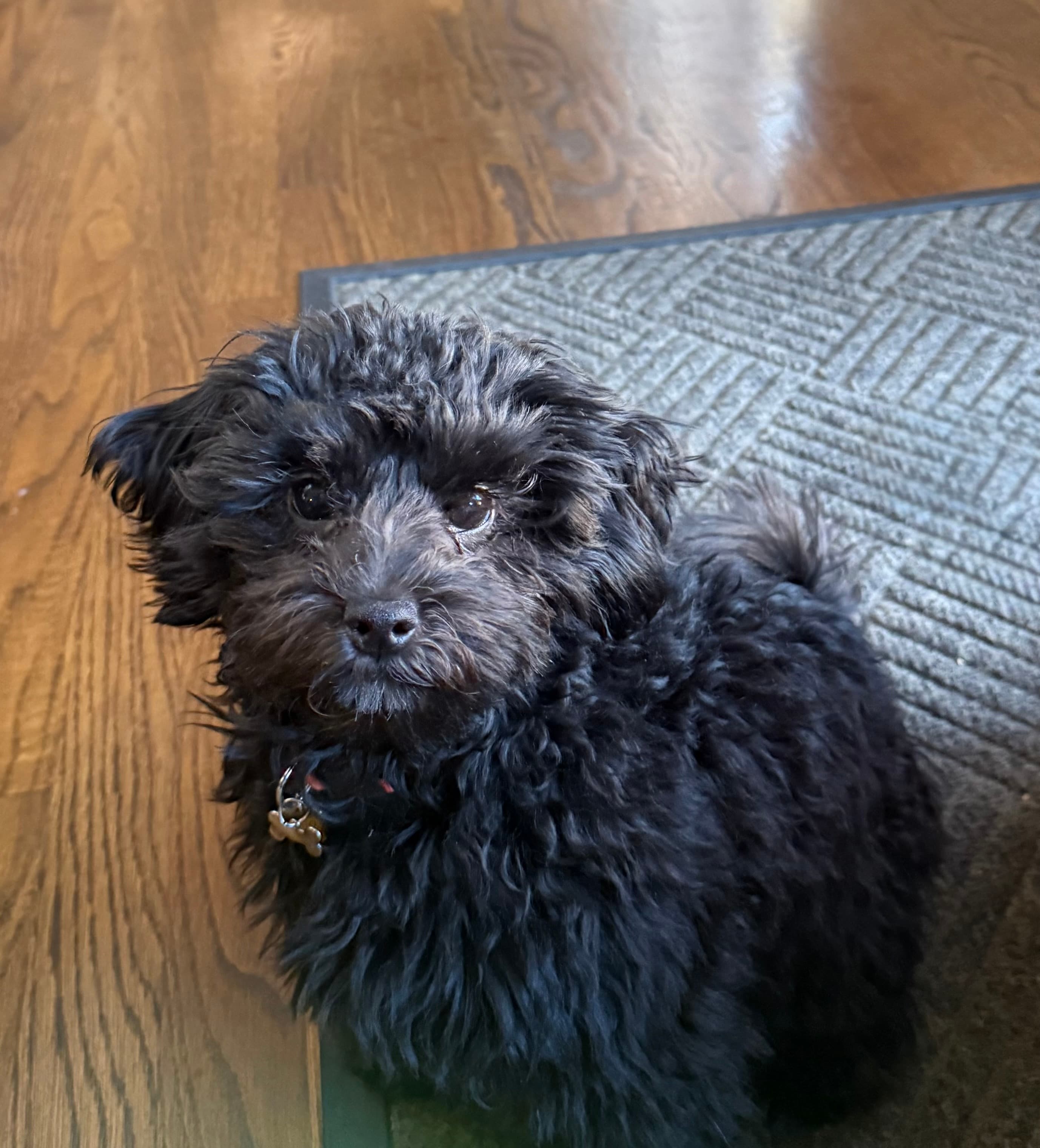 Original pet photo before transformation